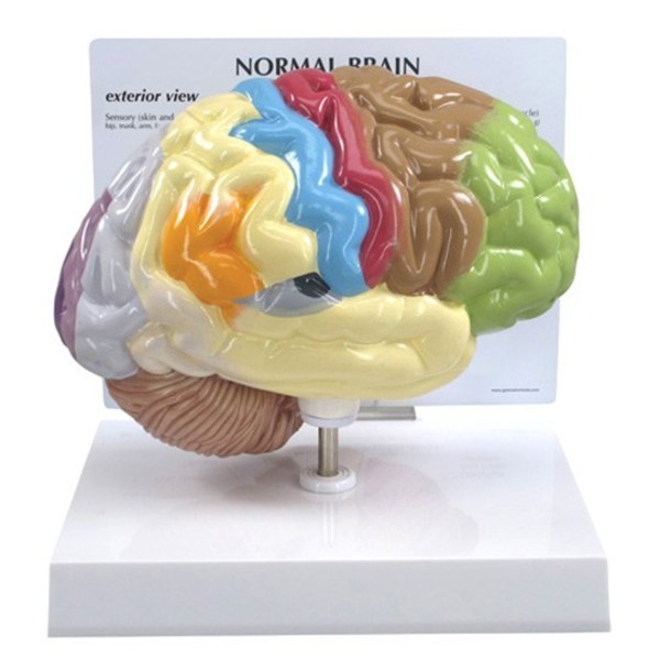 Gpi Anatomical Anatomical Model - Half Brain 2950